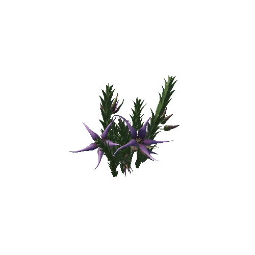 Flower Orbea caudata5